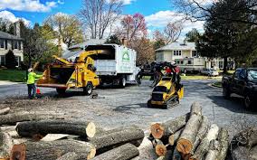 How Our Tree Care Process Works  in  Madera Ranchos, CA