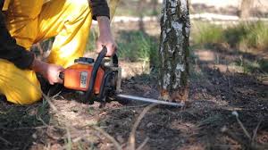 Best Root Management and Removal  in Madera Ranchos, CA