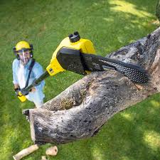 Best Tree Removal  in Madera Ranchos, CA