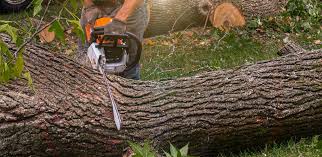 Best Leaf Removal  in Madera Ranchos, CA
