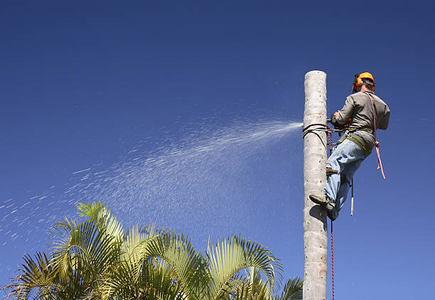Best Lawn Disease Treatment  in Madera Ranchos, CA