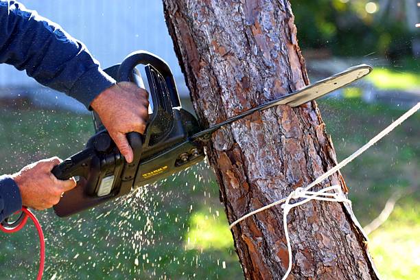 Best Tree Health Inspection  in Madera Ranchos, CA