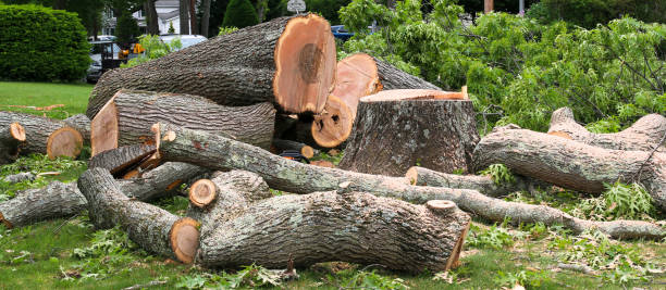Best Firewood Processing and Delivery  in Madera Ranchos, CA