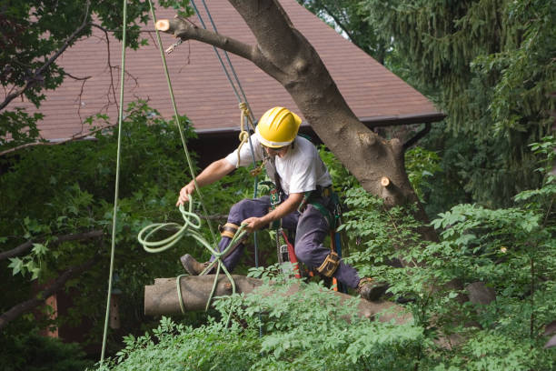Best Tree and Shrub Care  in Madera Ranchos, CA
