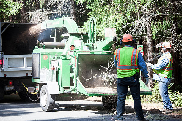 Professional Tree Care in Madera Ranchos, CA