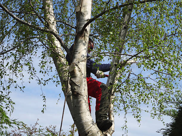 Best Seasonal Cleanup (Spring/Fall)  in Madera Ranchos, CA