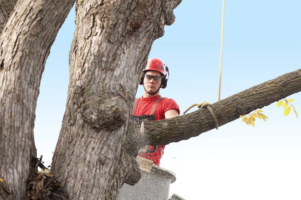 Leaf Removal in Madera Ranchos, CA